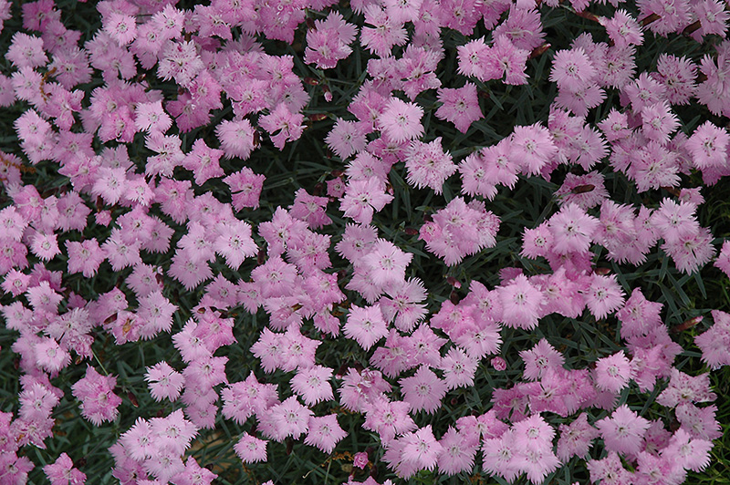 Bath's Pink Pinks (Dianthus 'Bath's Pink') at Ritchie Feed & Seed Inc.