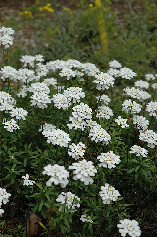 Purity Candytuft (Iberis sempervirens 'Purity') at Ritchie Feed & Seed Inc.
