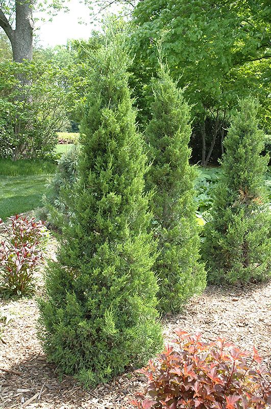 Fairview Juniper (Juniperus chinensis 'Fairview') at Ritchie Feed & Seed Inc.