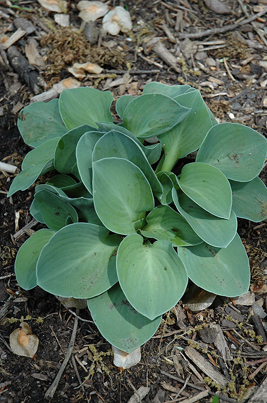 Blue Mouse Ears Hosta (Hosta 'Blue Mouse Ears') at Ritchie Feed & Seed Inc.