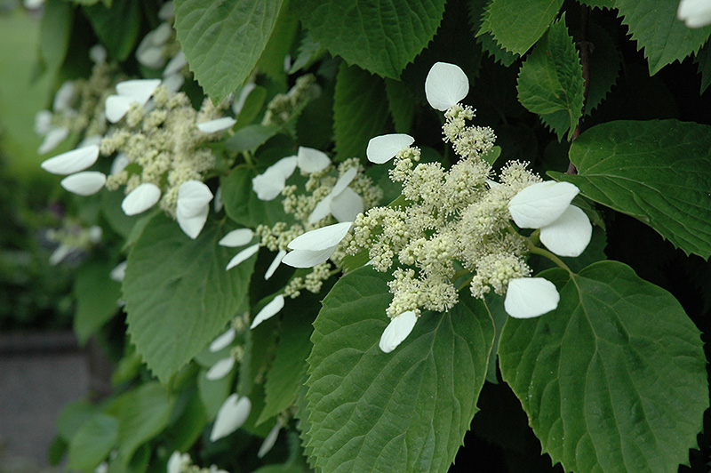 Japanese Hydrangea Vine (Schizophragma hydrangeoides) at Ritchie Feed & Seed Inc.