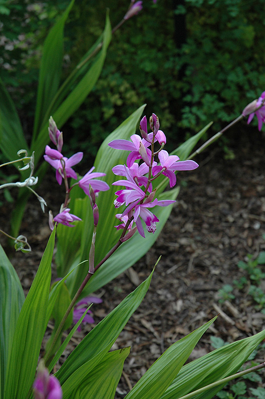Lavender Japanese Hyacinth Orchid (Bletilla striata) at Ritchie Feed & Seed Inc.