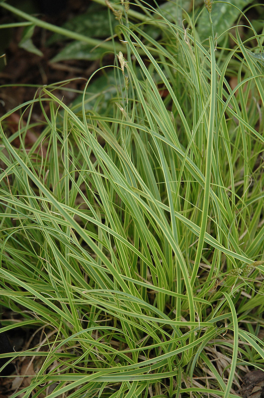 Gold Fountains Sedge (Carex dolichostachya 'Gold Fountains') at Ritchie Feed & Seed Inc.