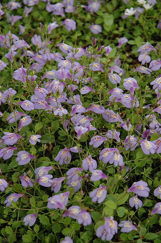 Creeping Mazus (Mazus reptans) at Ritchie Feed & Seed Inc.