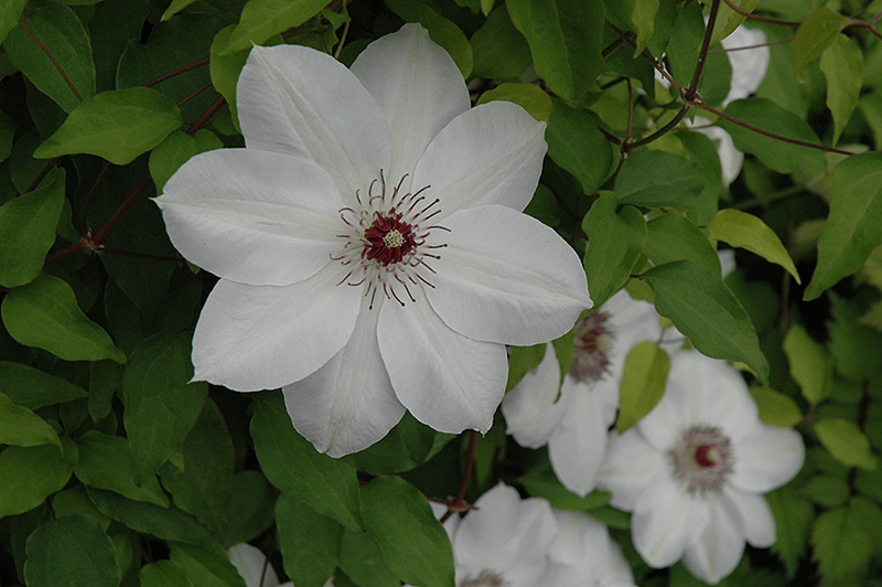 Henryi Hybrid Clematis (Clematis 'Henryi') at Ritchie Feed & Seed Inc.