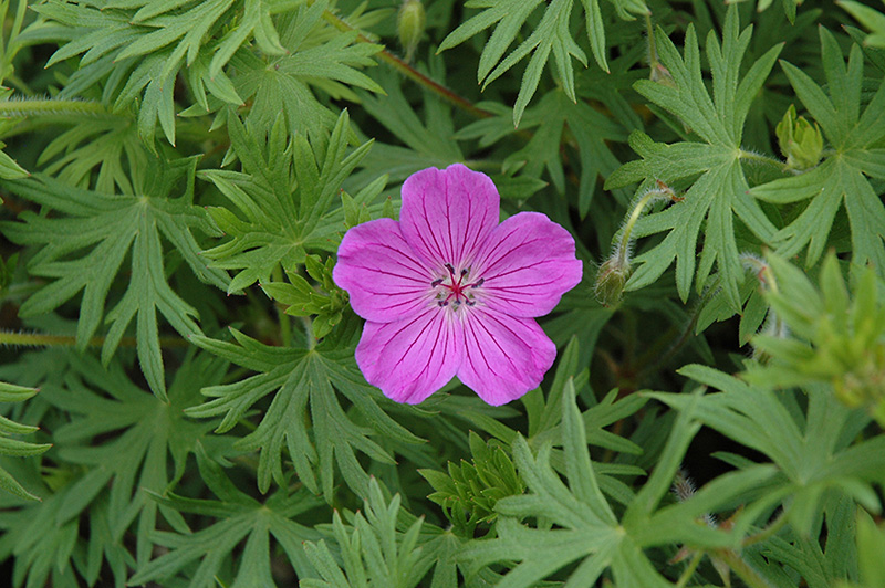 Tiny Monster Cranesbill (Geranium 'Tiny Monster') at Ritchie Feed & Seed Inc.