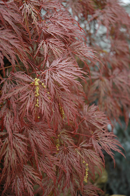 Inaba Shidare Cutleaf Japanese Maple (Acer palmatum 'Inaba Shidare') at Ritchie Feed & Seed Inc.