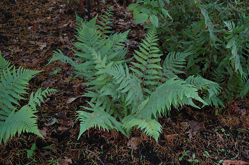 Dixie Wood Fern (Dryopteris x australis) at Ritchie Feed & Seed Inc.