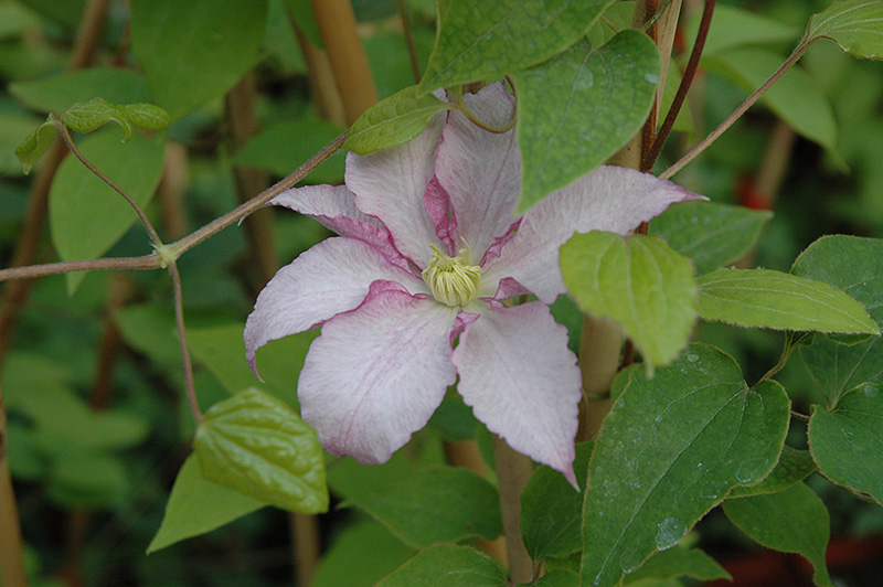 Morning Mist Clematis (Clematis 'Morning Mist') at Ritchie Feed & Seed Inc.