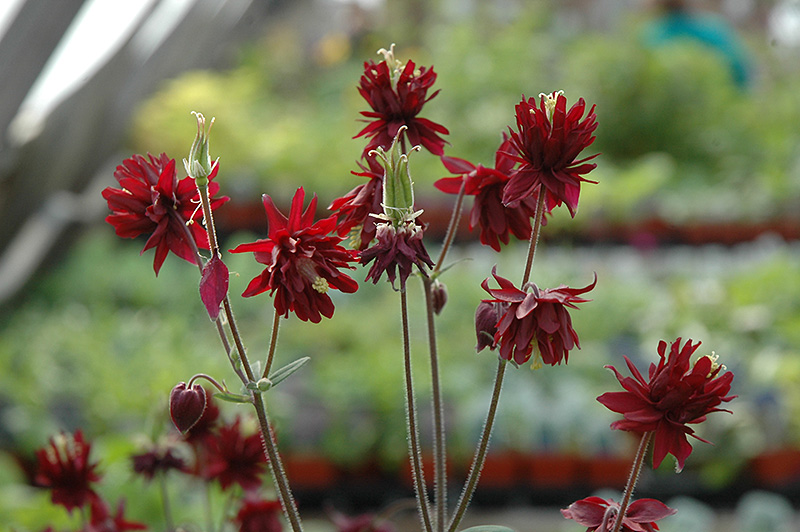 Ruby Port Double Columbine (Aquilegia vulgaris 'Ruby Port') at Ritchie Feed & Seed Inc.