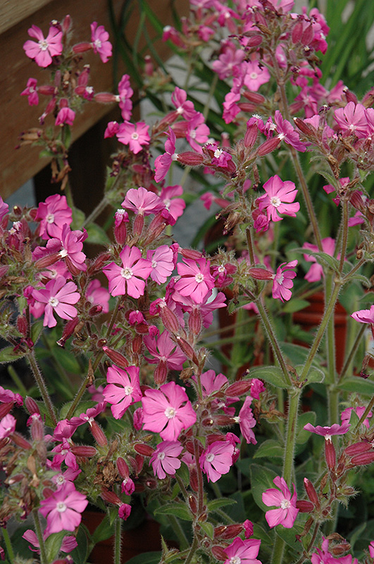 Rolly's Favorite Campion (Silene 'Rolly's Favorite') at Ritchie Feed & Seed Inc.