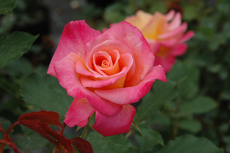 Granada Rose (Rosa 'Granada') at Ritchie Feed & Seed Inc.