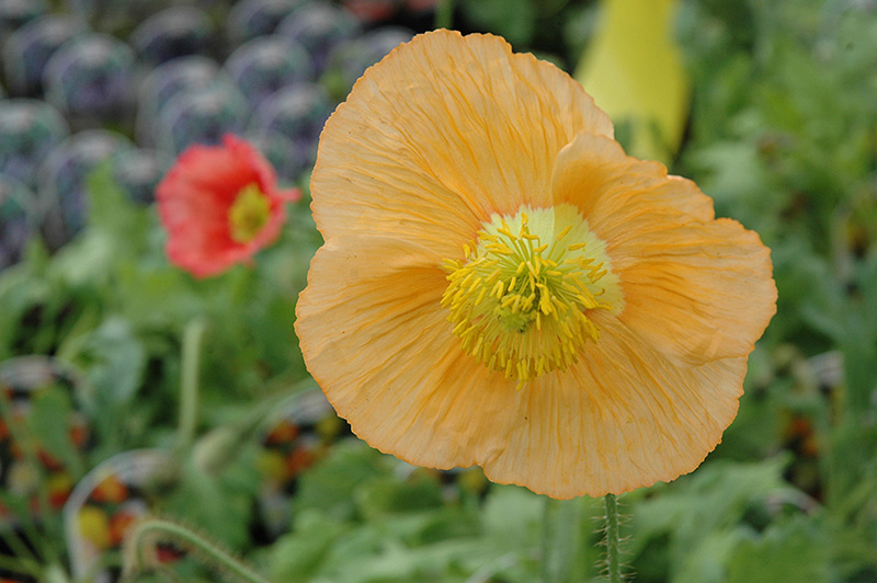 Champagne Bubbles Poppy (Papaver nudicaule 'Champagne Bubbles') at Ritchie Feed & Seed Inc.