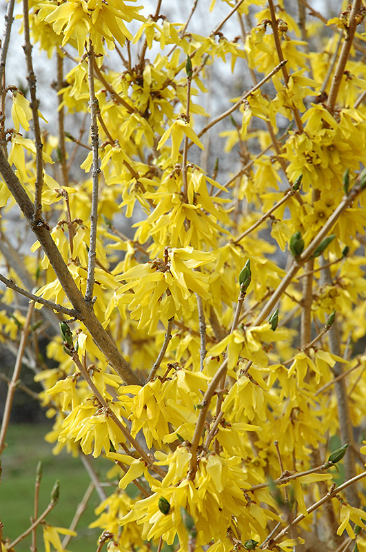 Northern Gold Forsythia (Forsythia 'Northern Gold') at Ritchie Feed & Seed Inc.