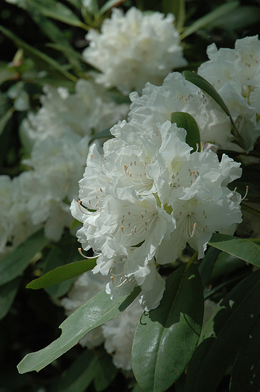 Boule de Neige Rhododendron (Rhododendron 'Boule de Neige') at Ritchie Feed & Seed Inc.