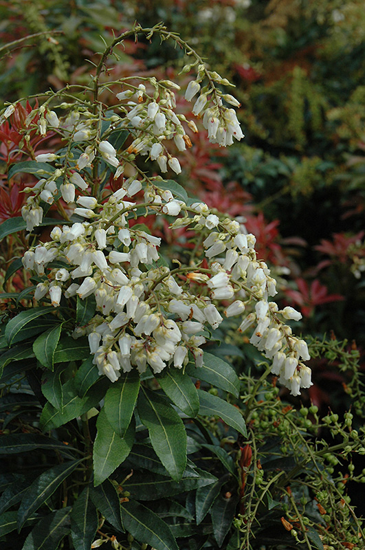 Mountain Fire Japanese Pieris (Pieris japonica 'Mountain Fire') at Ritchie Feed & Seed Inc.