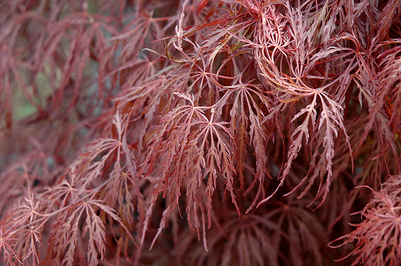 Crimson Queen Japanese Maple (Acer palmatum 'Crimson Queen') at Ritchie Feed & Seed Inc.