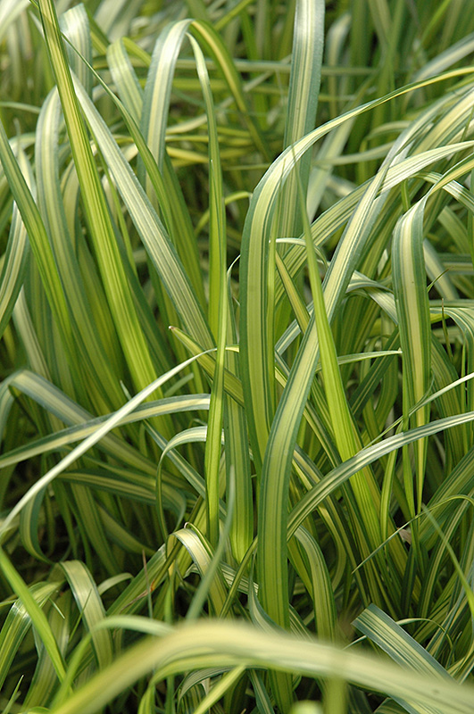 El Dorado Feather Reed Grass (Calamagrostis x acutiflora 'El Dorado') at Ritchie Feed & Seed Inc.