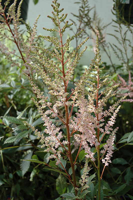 Erica Astilbe (Astilbe x arendsii 'Erica') at Ritchie Feed & Seed Inc.