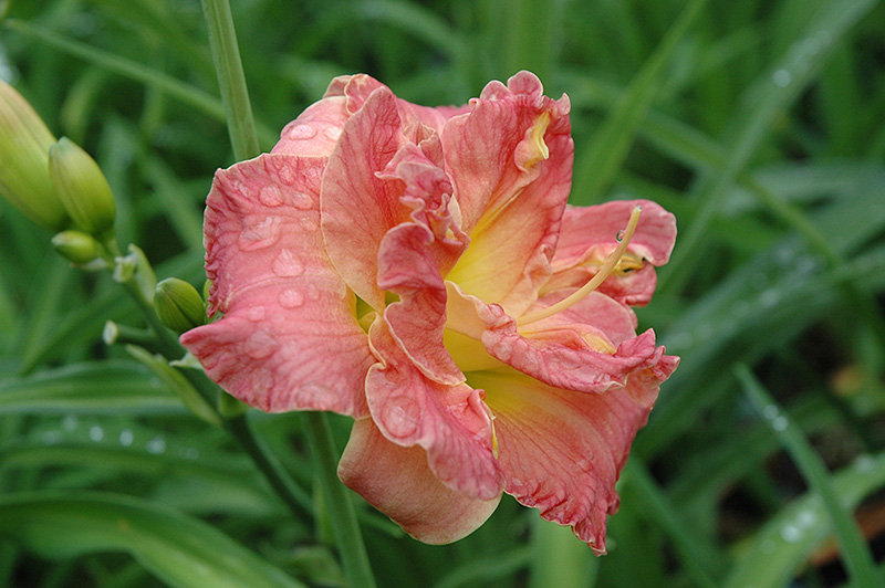 Lacy Doily Daylily (Hemerocallis 'Lacy Doily') at Ritchie Feed & Seed Inc.