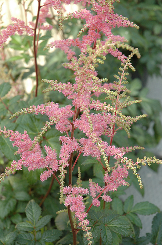 Bressingham Beauty Astilbe (Astilbe x arendsii 'Bressingham Beauty') at Ritchie Feed & Seed Inc.