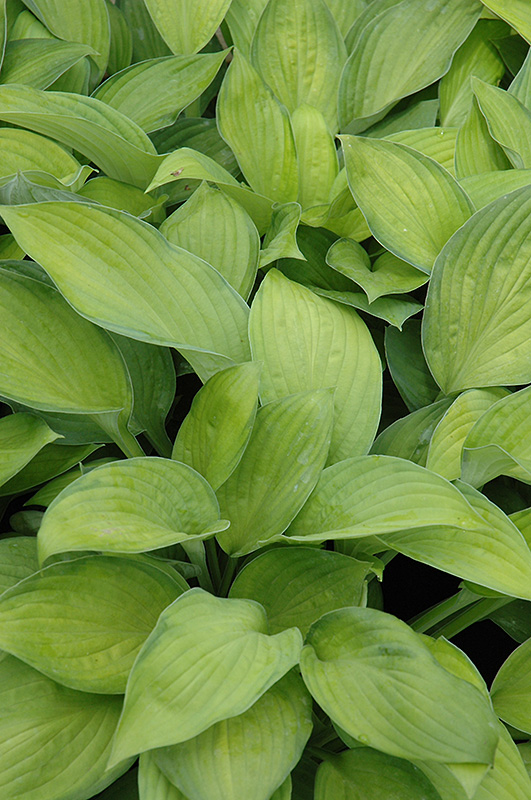 Gold Standard Hosta (Hosta 'Gold Standard') at Ritchie Feed & Seed Inc.