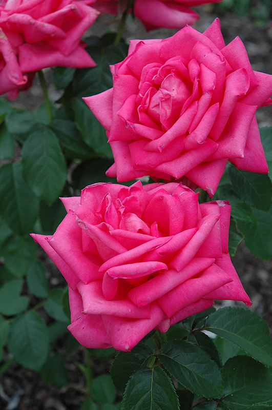 Miss All American Beauty Rose (Rosa 'Miss All American Beauty') at Ritchie Feed & Seed Inc.