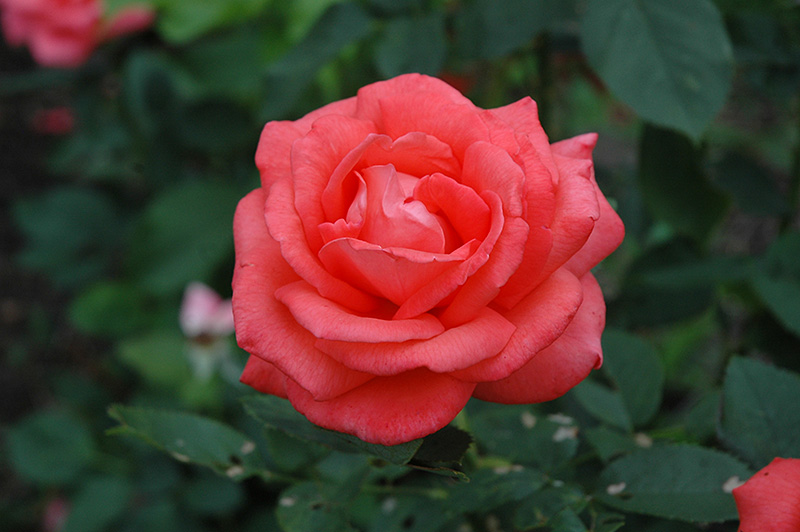 Tropicana Rose (Rosa 'Tropicana') at Ritchie Feed & Seed Inc.