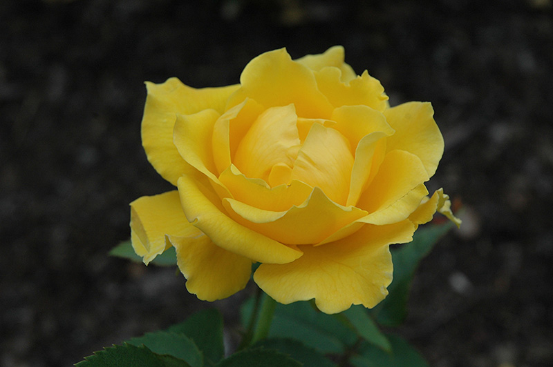 Midas Touch Rose (Rosa 'Midas Touch') at Ritchie Feed & Seed Inc.