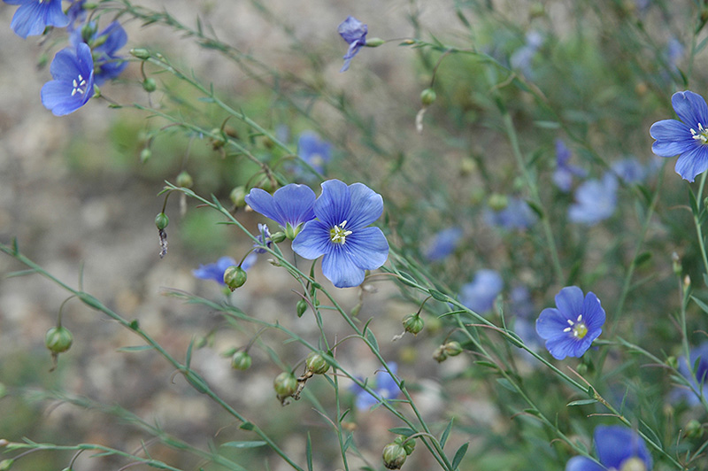 Sapphire Perennial Flax (Linum perenne 'Sapphire') at Ritchie Feed & Seed Inc.