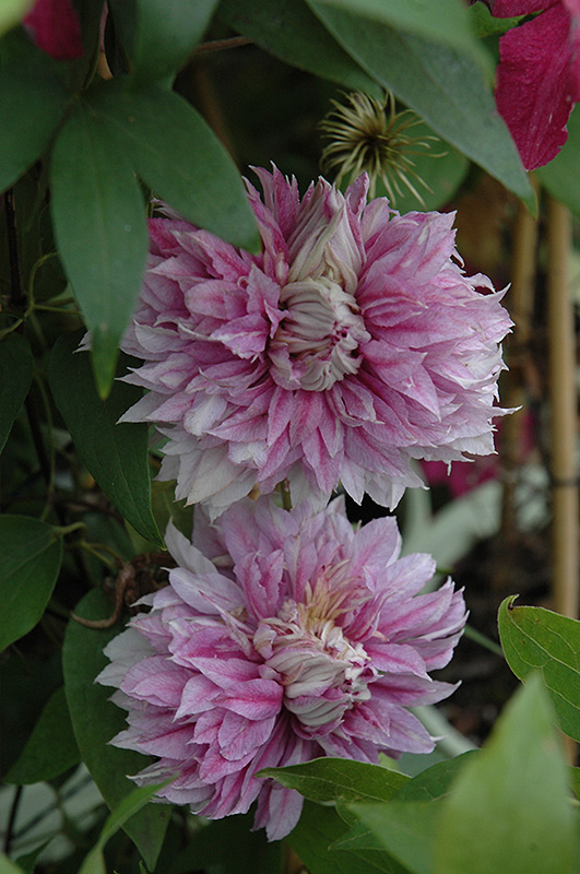 Josephine Clematis (Clematis 'Josephine') at Ritchie Feed & Seed Inc.