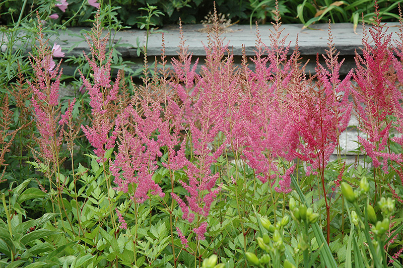 Visions in Pink Chinese Astilbe (Astilbe chinensis 'Visions in Pink') at Ritchie Feed & Seed Inc.
