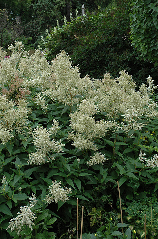 White Fleeceflower (Persicaria polymorpha) at Ritchie Feed & Seed Inc.