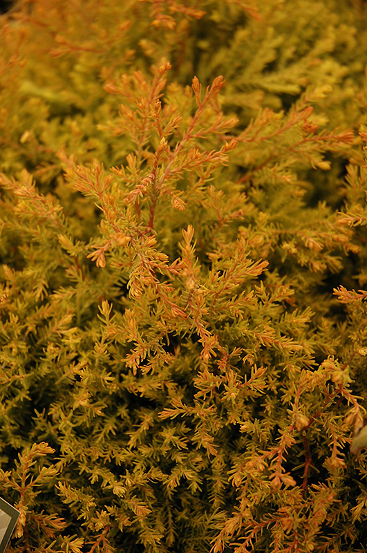 Fire Chief Arborvitae (Thuja occidentalis 'Congabe') at Ritchie Feed & Seed Inc.