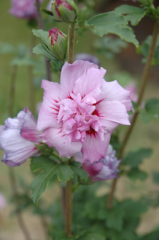 Ardens Rose of Sharon (Hibiscus syriacus 'Ardens') at Ritchie Feed & Seed Inc.