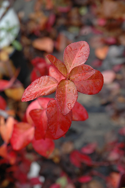 Purpleleaf Wintercreeper (Euonymus fortunei 'Coloratus') at Ritchie Feed & Seed Inc.