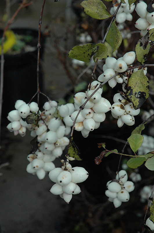 Snowberry (Symphoricarpos albus) at Ritchie Feed & Seed Inc.