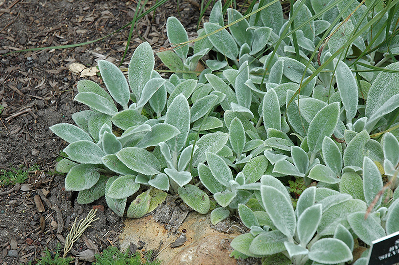 Silver Carpet Lamb's Ears (Stachys byzantina 'Silver Carpet') at Ritchie Feed & Seed Inc.