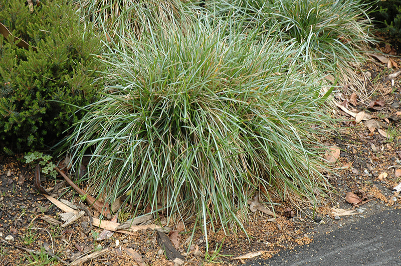 Blue Moor Grass (Sesleria caerulea) at Ritchie Feed & Seed Inc.