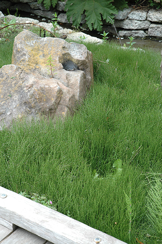 Dwarf Horsetail (Equisetum scirpoides) at Ritchie Feed & Seed Inc.