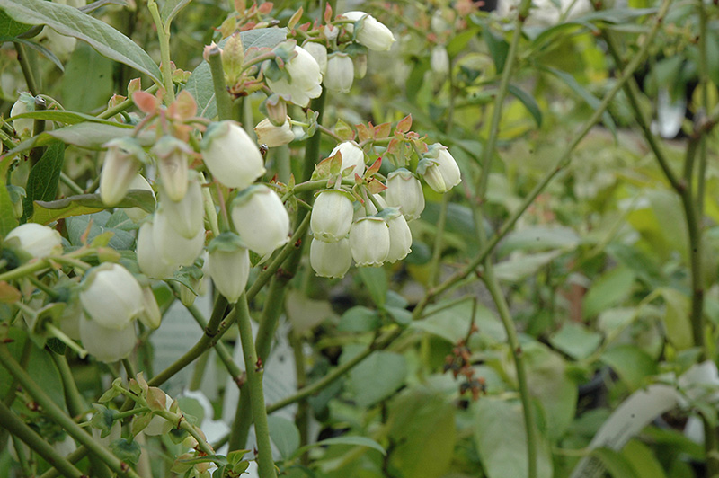 Bluecrop Blueberry (Vaccinium corymbosum 'Bluecrop') at Ritchie Feed & Seed Inc.