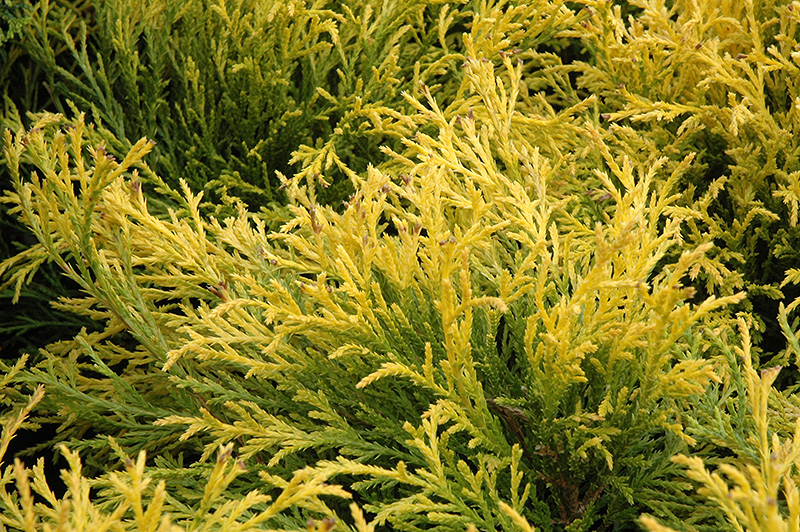 Golden Mop Falsecypress (Chamaecyparis pisifera 'Golden Mop') at Ritchie Feed & Seed Inc.