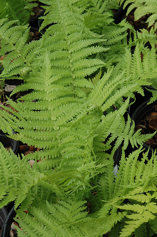 The King Ostrich Fern (Matteuccia 'The King') at Ritchie Feed & Seed Inc.