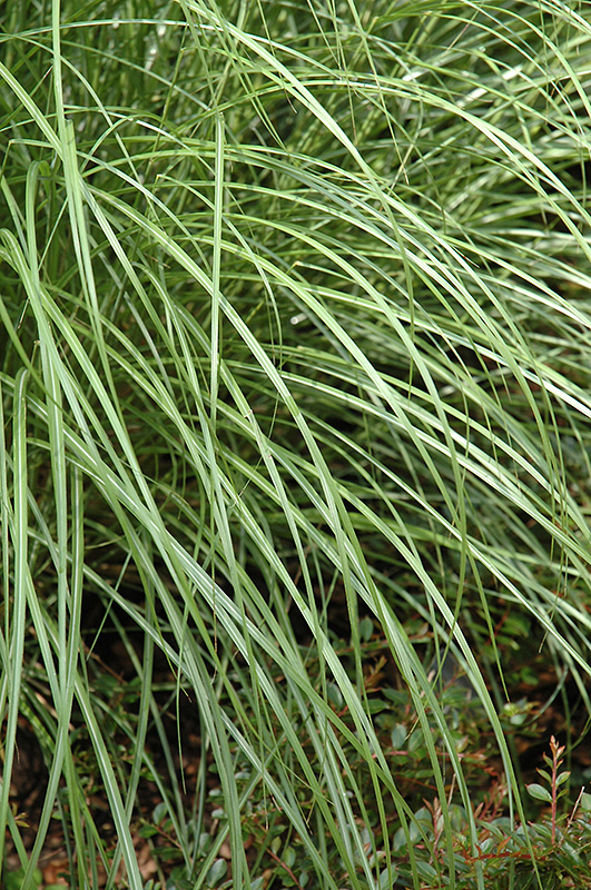 Little Kitten Dwarf Maiden Grass (Miscanthus sinensis 'Little Kitten') at Ritchie Feed & Seed Inc.