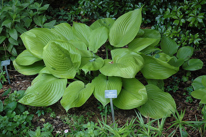 Sum and Substance Hosta (Hosta 'Sum and Substance') at Ritchie Feed & Seed Inc.