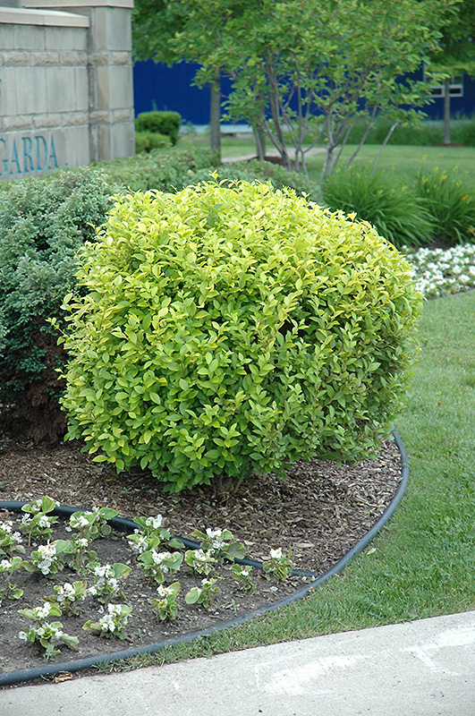 Golden Privet (Ligustrum x vicaryi) at Ritchie Feed & Seed Inc.