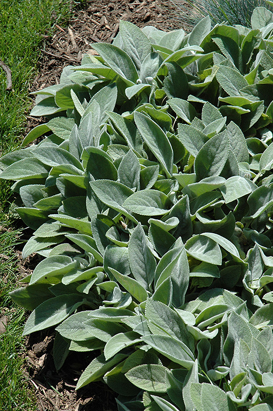 Giant Lamb's Ears (Stachys byzantina 'Big Ears') at Ritchie Feed & Seed Inc.