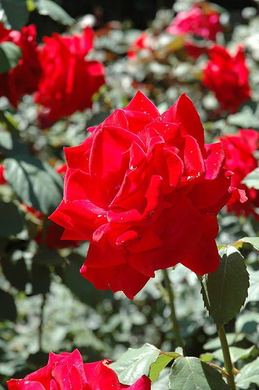 Chrysler Imperial Rose (Rosa 'Chrysler Imperial') at Ritchie Feed & Seed Inc.