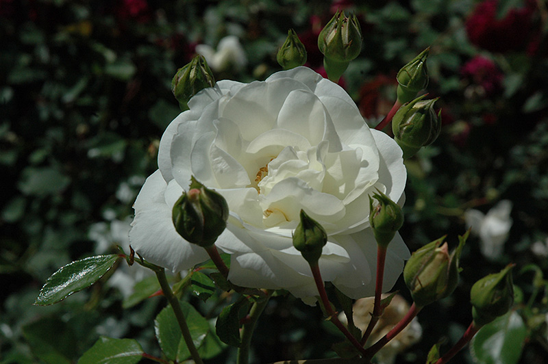 White Dawn Rose (Rosa 'White Dawn') at Ritchie Feed & Seed Inc.