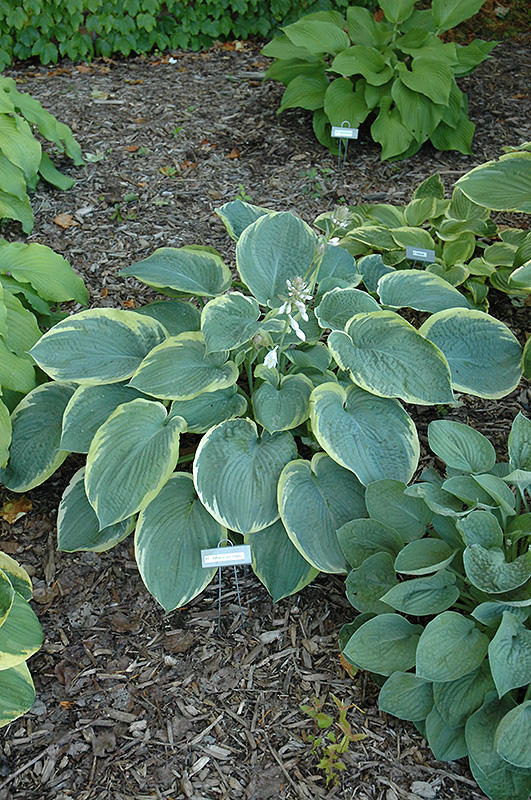 American Halo Hosta (Hosta 'American Halo') at Ritchie Feed & Seed Inc.